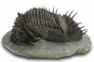 Trilobites For Sale