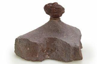 Enrolled Red Morocops Trilobite - Hmar Laghdad, Morocco #328627