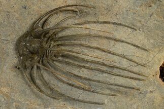 Rare, Spiny Heliopeltis Trilobite - Issoumour, Morocco #328634