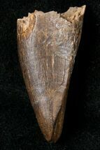 Tyrannosaur (Aublysodon) Premax Tooth - Montana #17592