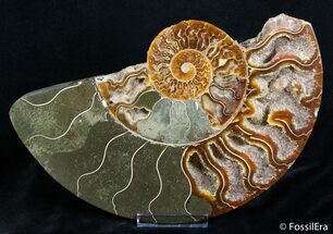 Broken / Inch Wide Polished Ammonite #2826