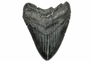 Fossil Megalodon Tooth - South Carolina #328610