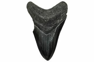 Serrated, Fossil Megalodon Tooth - South Carolina #328751