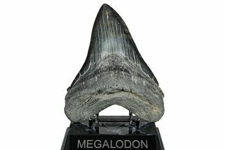 Huge Fossil Megalodon Tooth - South Carolina #328763
