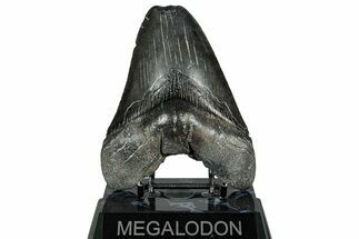 Fossil Megalodon Tooth - South Carolina #328768