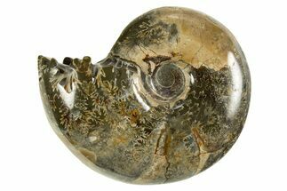 Polished Ammonite (Desmoceras) Fossil - Madagascar #327753