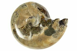 Polished Ammonite (Desmoceras) Fossil - Madagascar #327755
