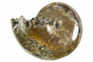 Polished Ammonite (Phylloceras) Fossil - Madagascar #327791