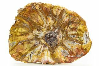 Colorful Petrified Wood Slab - Weird Grain Patterns #327315