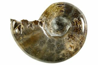 Polished, Chambered Ammonite (Argonauticeras) Fossil - Madagascar #327333