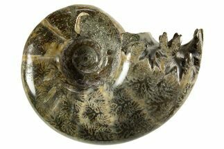 Polished, Chambered Ammonite (Argonauticeras) Fossil - Madagascar #327343