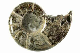 Polished, Chambered Ammonite (Argonauticeras) Fossil - Madagascar #327355