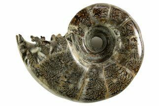 Polished, Chambered Ammonite (Argonauticeras) Fossil - Madagascar #327360
