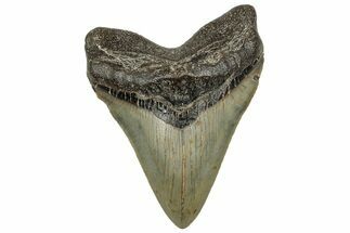 Serrated, Fossil Megalodon Tooth - North Carolina #328885