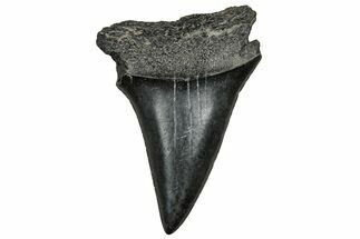 Fossil Broad-Toothed Mako Tooth - South Carolina #328951