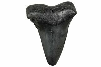Fossil Broad-Toothed Mako Tooth - South Carolina #328959