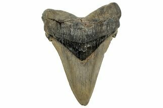 Huge Serrated Angustidens Tooth - Megalodon Ancestor #328969