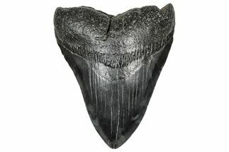Fossil Megalodon Tooth - South Carolina #328971