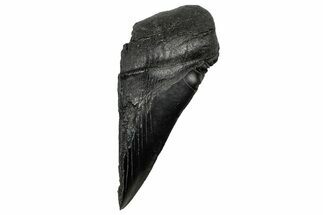 Partial Fossil Megalodon Tooth - Serrated edge #328982