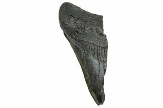 Partial Fossil Megalodon Tooth - South Carolina #328995