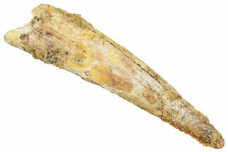 Fossil Pterosaur (Siroccopteryx) Tooth - Morocco #329035