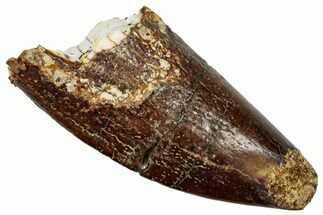 Fossil Sauropod Dinosaur (Titanosaur) Tooth Tip - Morocco #329045