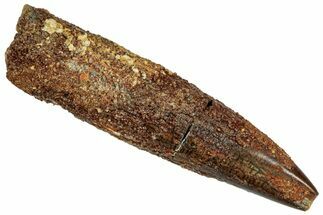Fossil Sauropod Dinosaur (Rebbachisaurus) Tooth - Morocco #329052