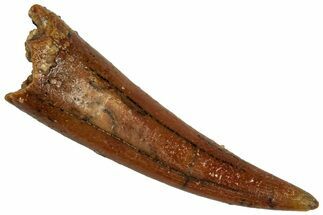 Fossil Fish Fang (Aidachar) - Kem Kem Beds, Morocco #329058