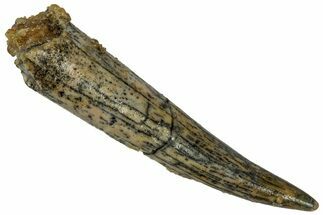 Fossil Fish Fang (Aidachar) - Kem Kem Beds, Morocco #329061