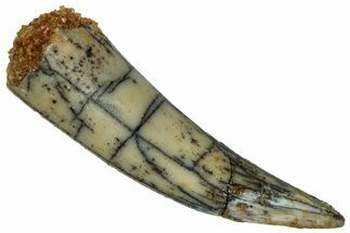 Fossil Fish Fang (Aidachar) - Kem Kem Beds, Morocco #329067