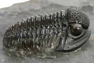 Detailed Proetid (Gerastos) Trilobite Fossil - Morocco #325839