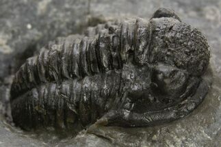 Detailed Proetid (Gerastos) Trilobite Fossil - Morocco #325846