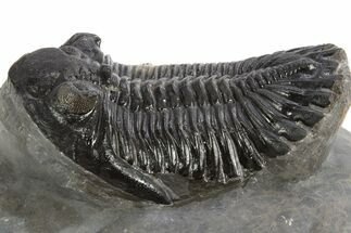 Detailed Hollardops Trilobite Fossil - Ofaten, Morocco #325969