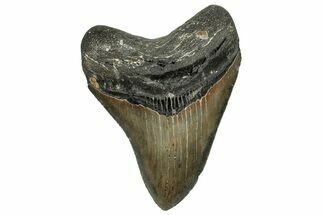 Serrated, Fossil Megalodon Tooth - North Carolina #328831