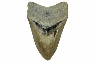 Fossil Megalodon Tooth - North Carolina #328832