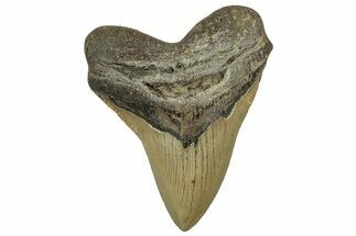 Serrated, Fossil Megalodon Tooth - North Carolina #328835