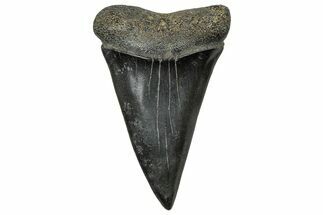 Fossil Broad-Toothed Mako Tooth - South Carolina #329096
