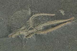 Ordovician Brittle Star (Ophiura) - Morocco #329148