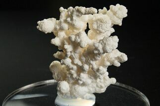 Intricate, Fluorescent Aragonite Formation - Nevada #327482