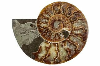 Cut & Polished Ammonite Fossil (Half) - Madagascar #329167
