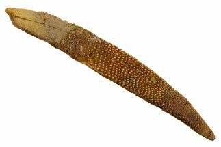 Fossil Shark (Asteracanthus) Dorsal Spine - Kem Kem Beds #329274