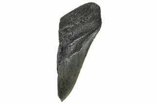 Partial, Fossil Megalodon Tooth - South Carolina #327725