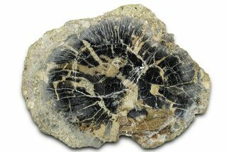 Polished Petrified Wood Limb End-Cut - Indonesia #329220