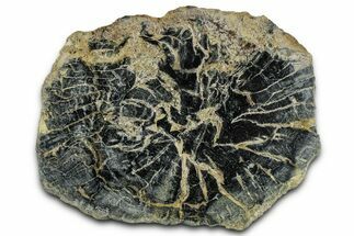 Polished Petrified Wood Limb End-Cut - Indonesia #329221