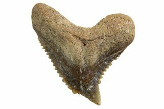 Tiger Shark (Galeocerdo Eaglesomi) Tooth - Dakhla, Morocco #327067