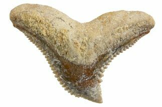 Tiger Shark (Galeocerdo Eaglesomi) Tooth - Dakhla, Morocco #327069