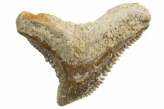 Tiger Shark (Galeocerdo Eaglesomi) Tooth - Dakhla, Morocco #327071