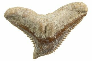 Tiger Shark (Galeocerdo Eaglesomi) Tooth - Dakhla, Morocco #327072