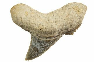 Tiger Shark (Galeocerdo Eaglesomi) Tooth - Dakhla, Morocco #327073