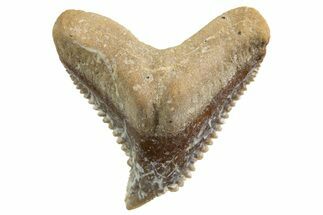 Tiger Shark (Galeocerdo Eaglesomi) Tooth - Dakhla, Morocco #327074